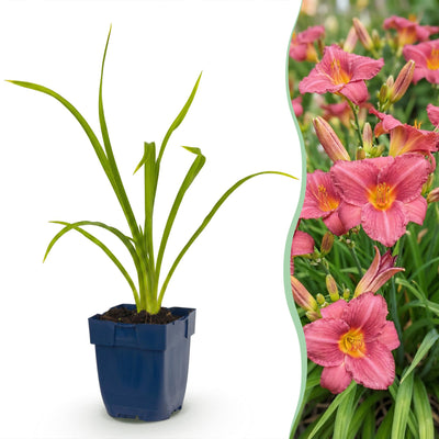 Green boutiQ - Perennial - Hemerocallis Summer Wine - Daylily - Bee and Butterfly Attractors - Purple - 6 Plants - Pot 11cm - Height 15-25cm