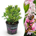 Dwarf Rhododendron Bloombux Light Pink - Light pink flowers, easy to care for Bild 1