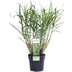 Zebra Grass 'Strictus' in a 23cm pot, 60cm high Bild 1