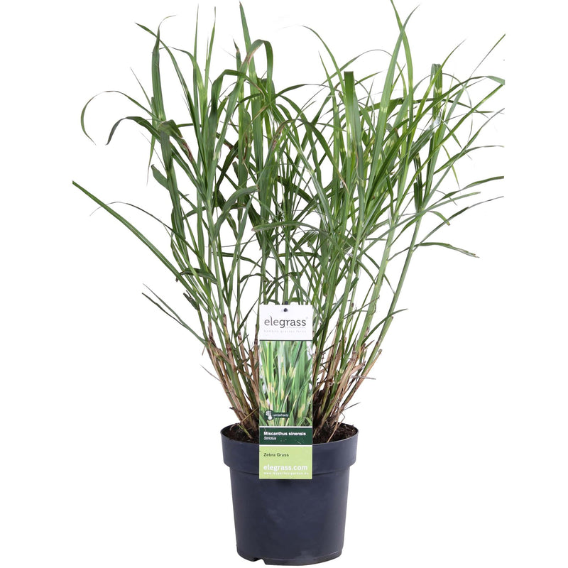 Zebra Grass 'Strictus' in a 23cm pot, 60cm high