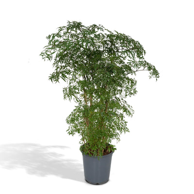 Polyscias Fruticosa (Aralia) - Ø21cm Topf, 75cm hoch