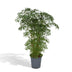 Polyscias Fruticosa (Aralia) - Ø21cm Topf, 75cm hoch Bild 1