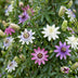 Passiflora Rainbow 'Lavender Lady' Kletterpflanze Ø9cm Bild 5