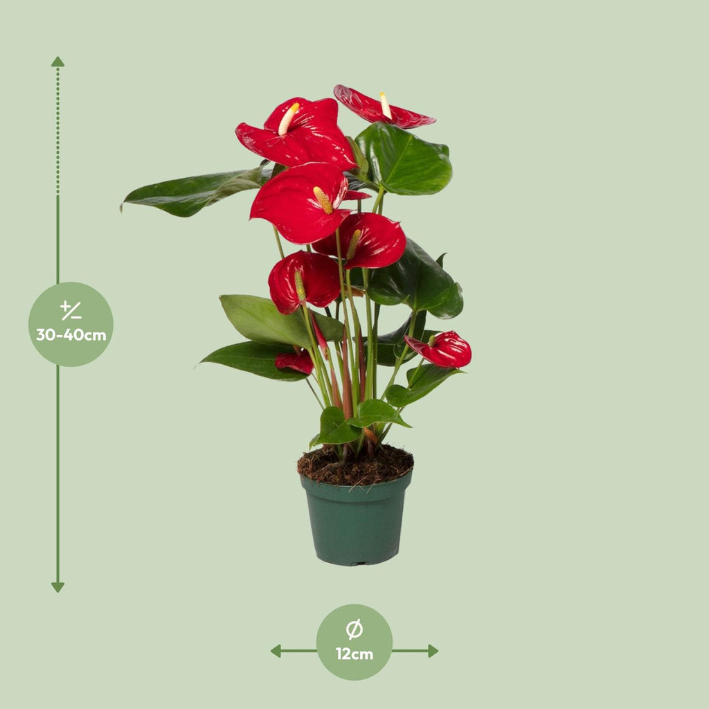 Anthurium Red - Ø17cm - ↕55cm - Ø12cm - ↕40cm