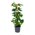 Scindapsus Epipremnum Plant - 80cm tall, 19cm pot Bild 1