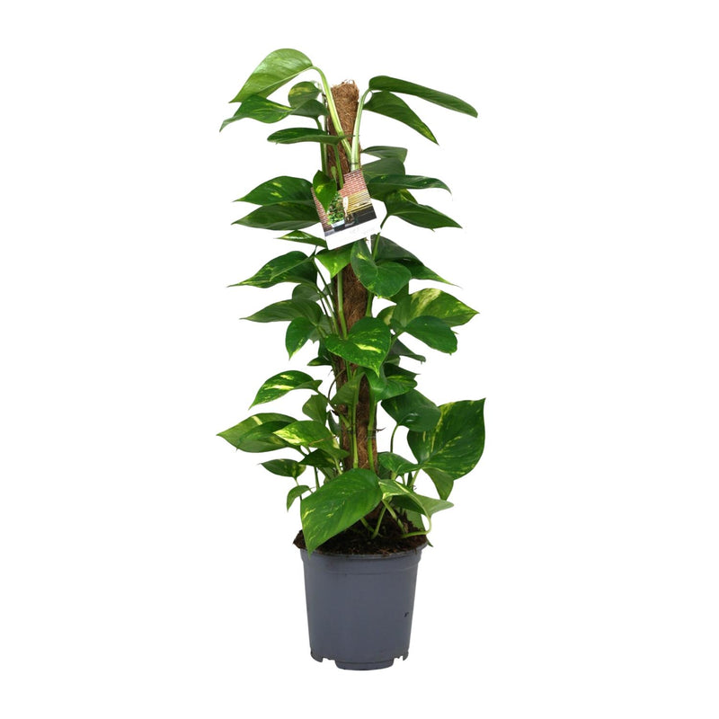 Scindapsus Epipremnum Plant - 80cm tall, 19cm pot