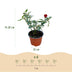 Pink Red The Fairy Rose: 3 winter-hardy plants in 12cm pots Bild 3