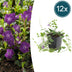 12x Kleines Immergrün 'Atropurpurea' - Bodendecker, lila Blüten Bild 1