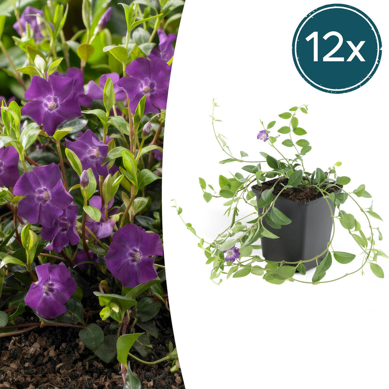 12x Kleines Immergrün 'Atropurpurea' - Bodendecker, lila Blüten