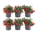6x Gaultheria procumbens 'Big Berry' | 12 cm Ø | 15-20 cm ↕ Bild 2