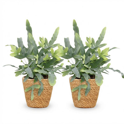 Phlebodium aureum Blue Star: 2 Blaue Farne mit Korb, Topf 12cm