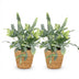 Phlebodium aureum Blue Star: 2 Blaue Farne mit Korb, Topf 12cm Bild 2