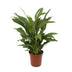 Friedenslilie Spathiphyllum Torelli P17 - Ø17cm - ↕65cm Bild 1