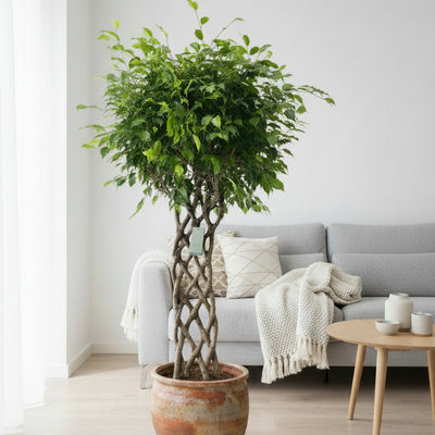 Ficus Benjamina geflochten: 180cm elegante Zimmerpflanze für Ihr Zuhause