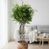 Ficus Benjamina geflochten: 180cm elegante Zimmerpflanze für Ihr Zuhause Bild 2