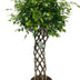 Ficus Benjamina geflochten: 180cm elegante Zimmerpflanze für Ihr Zuhause Bild 1