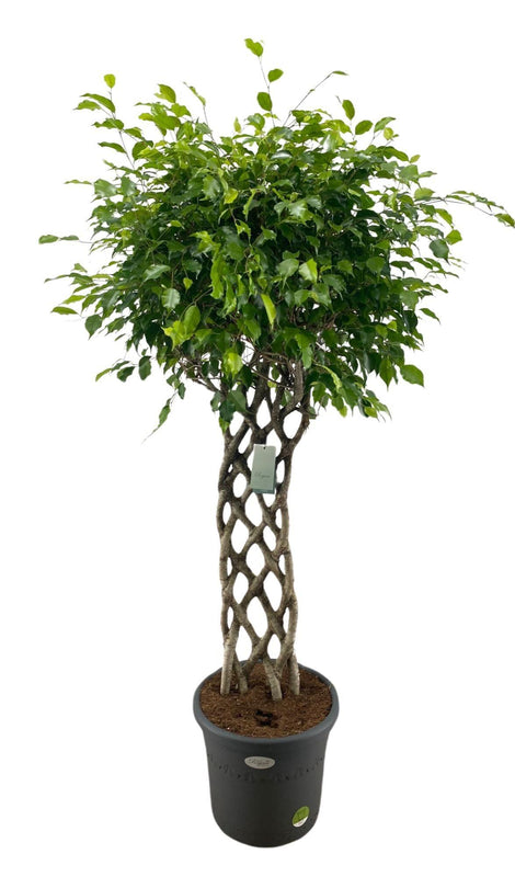 Dracaena surculosa