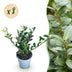 Ilex crenata Caroline Upright Heckenpflanze - 8 Stück Bild 1