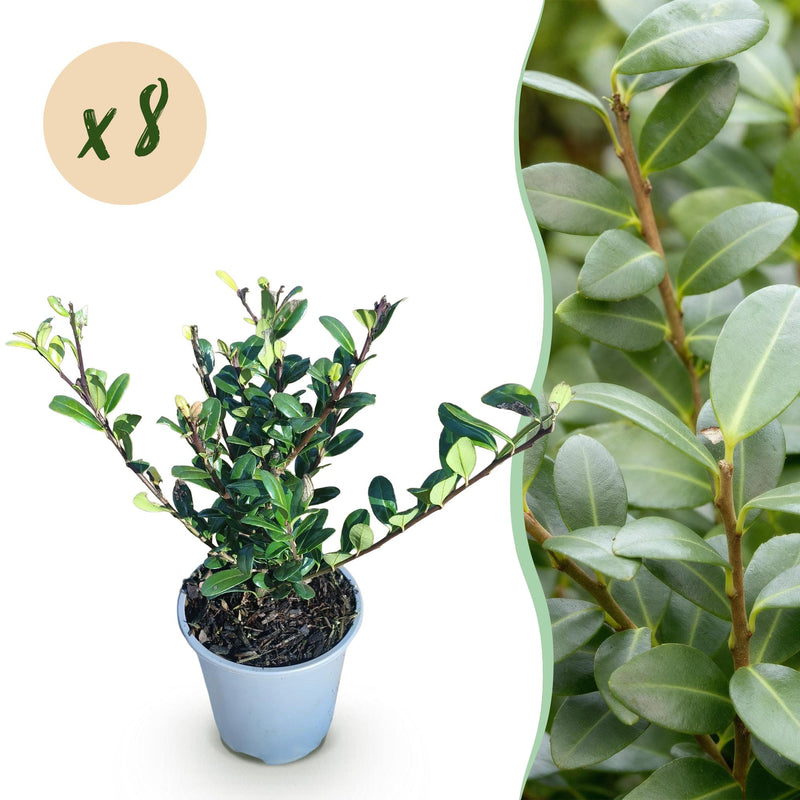 Ilex crenata Caroline Upright Heckenpflanze - 8 Stück