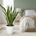 Sansevieria Laurentii (Bogenhanf) - ca. 90cm, luftreinigend Bild 3