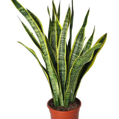 Sansevieria Laurentii (Bogenhanf) - ca. 90cm, luftreinigend