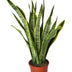 Sansevieria Laurentii (Bogenhanf) - ca. 90cm, luftreinigend Bild 1