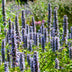 48x Anise Hyssop 'Black Adder' - Perennials for Sunny Gardens Bild 6