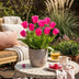 GreenboutiQ - Flower Bulbs - Tulip Triumph Pink - Bulbs Hardy Perennial - Color Pink - 15 Pieces - Bulb Size 11/12 - XXL Pack Bild 5