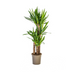 Yucca Elephantipes (Ø21cm, 90-110cm H) - Robuste Zimmerpflanze Bild 1
