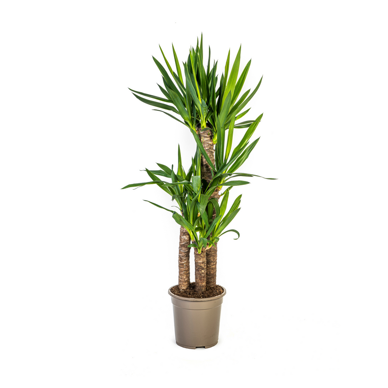 Yucca Elephantipes (Ø21cm, 90-110cm H) - Robuste Zimmerpflanze