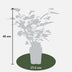Black Mulberry 'Morus nigra' - Organic, Ø13cm, ↕45cm Bild 3