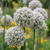 40x Allium Ping Pong Kugel-Lauch Zwiebeln - Weiße Sommerblüher Bild 1