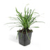 24x Liriope muscari 'Big Blue' - 10-25cm - Ø9cm Bild 2