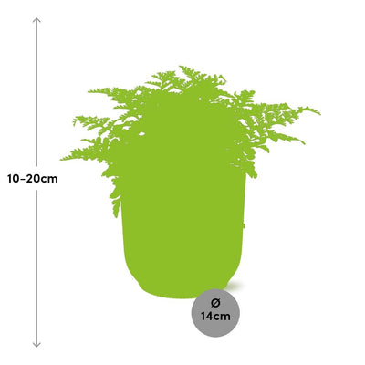 Asplenium Parvati im Topf ELHO Vibes Fold 14 cm gelb - Luftreinigend