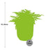 Asplenium Parvati im Topf ELHO Vibes Fold 14 cm gelb - Luftreinigend Bild 2