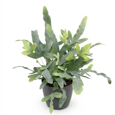 Phlebodium aureum Blue Star - Blaugrüner Farn für Ihr Zuhause