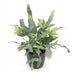 Phlebodium aureum Blue Star - Blaugrüner Farn für Ihr Zuhause Bild 2