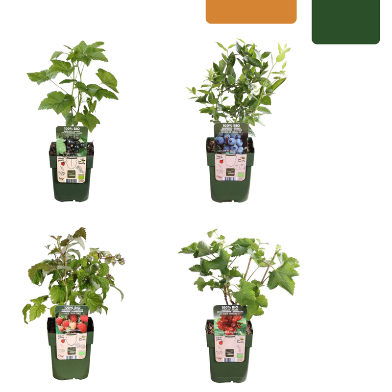 „Früchteparadies“ BIO Obstpflanzen-Mix – Set mit 4 verschiedenen Sorten
