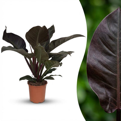 Philodendron Imperial Red Zimmerpflanze, 60cm, Topf 19cm