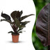 Philodendron Imperial Red Houseplant, 60cm, 19cm pot Bild 1
