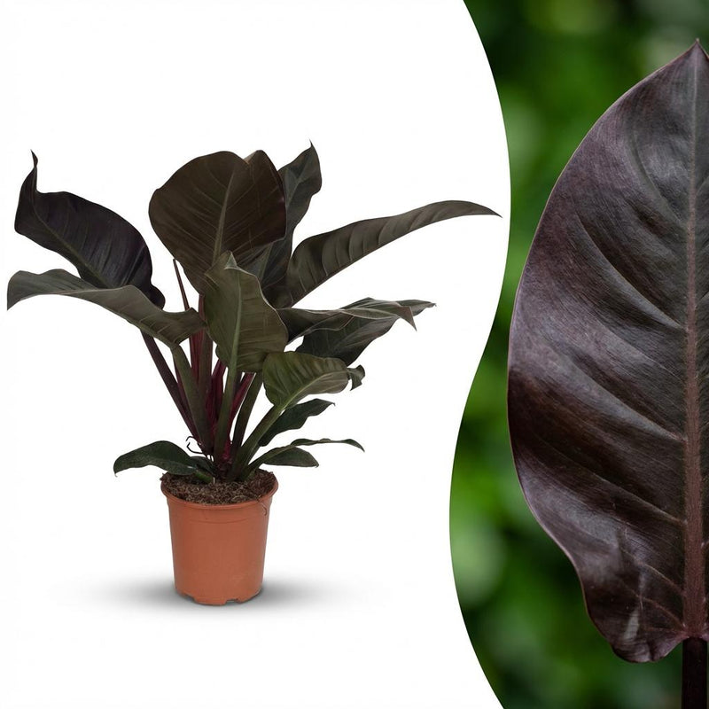 Philodendron Imperial Red Houseplant, 60cm, 19cm pot