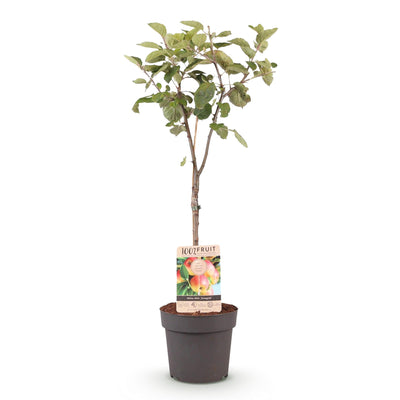 Jonagold Apfelbaum Malus domestica - Gelbgrüner Apfel, Topf 21cm
