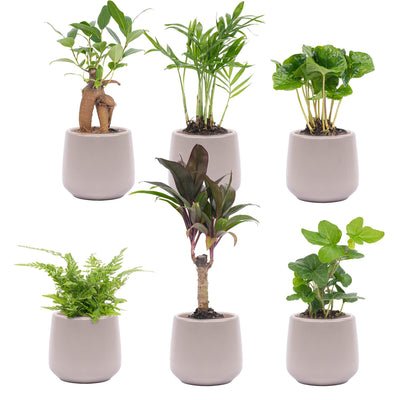 Mini-Pflanzenset: 6 Pflanzen & elegante Keramiktöpfe
