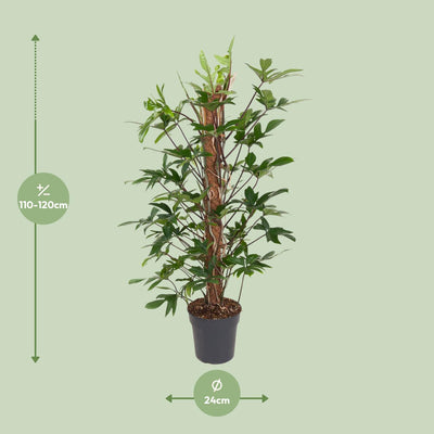 Philodendron Pedatum: Große Zimmerpflanze (ca. 120cm) im Ø24cm Topf