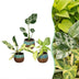 3x Baby Tropical Mix: Monstera, Philodendron Florida Beauty & Neon Bild 1