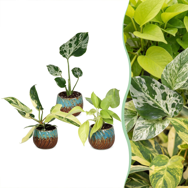 3x Baby Tropical Mix: Monstera, Philodendron Florida Beauty & Neon