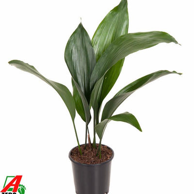 Aspidistra Elatior P13 - Ø13cm - ↕50cm