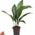Aspidistra Elatior P13 - Ø13cm - ↕50cm Bild 2