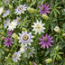 Passiflora Tricolour (9x) - Dreifarbige Passionsblume - Weiß, Lila, Rosa Bild 5