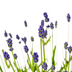 4x Lavendel 'Lavandula angustifolia' im Ø19cm Topf, 40-50cm hoch Bild 3